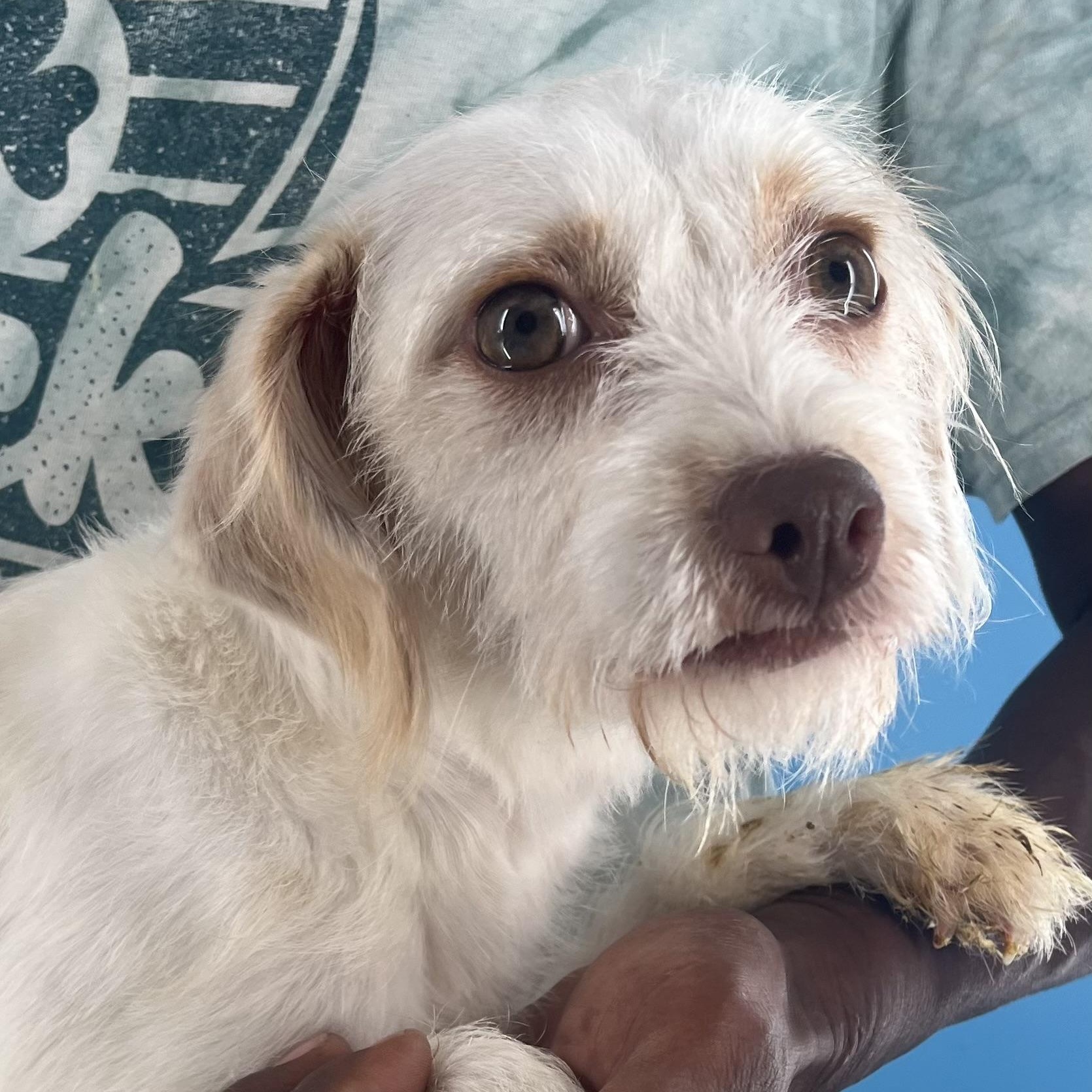 Nori - Local Sept 26-28