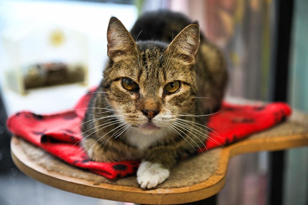 Macho, a Adoptable mixed breed in St. James City, FL image 1/2