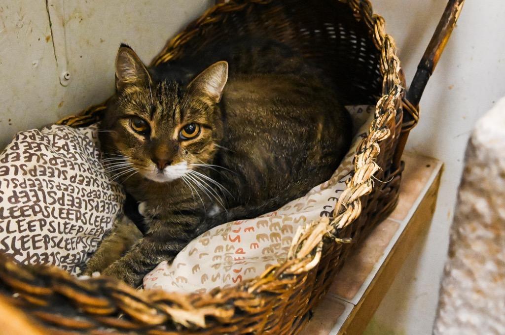 Enlarge Macho, a Adoptable mixed breed in St. James City, FL image 1/1