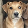 Poppy, Adoptable, Puppy Female Retriever & Pit Bull Terrier.