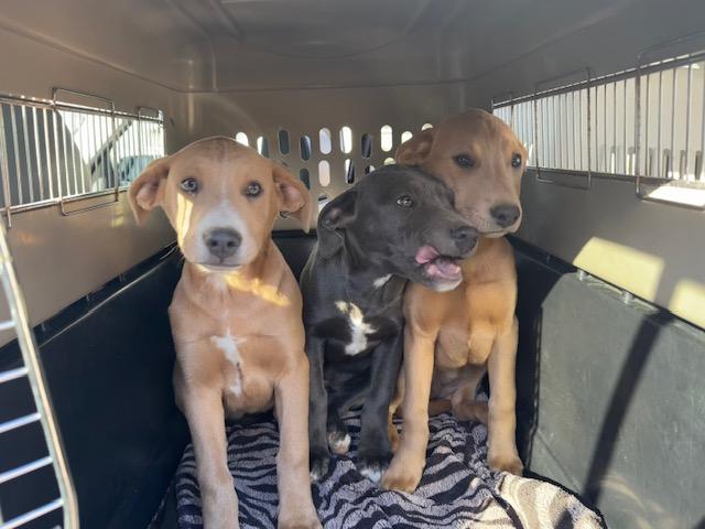 Enlarge Poppy, a Adoptable mixed breed in Agua Dulce, CA image 4/4
