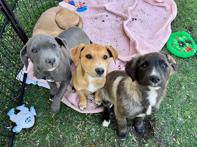 Enlarge Poppy, a Adoptable mixed breed in Agua Dulce, CA image 3/4