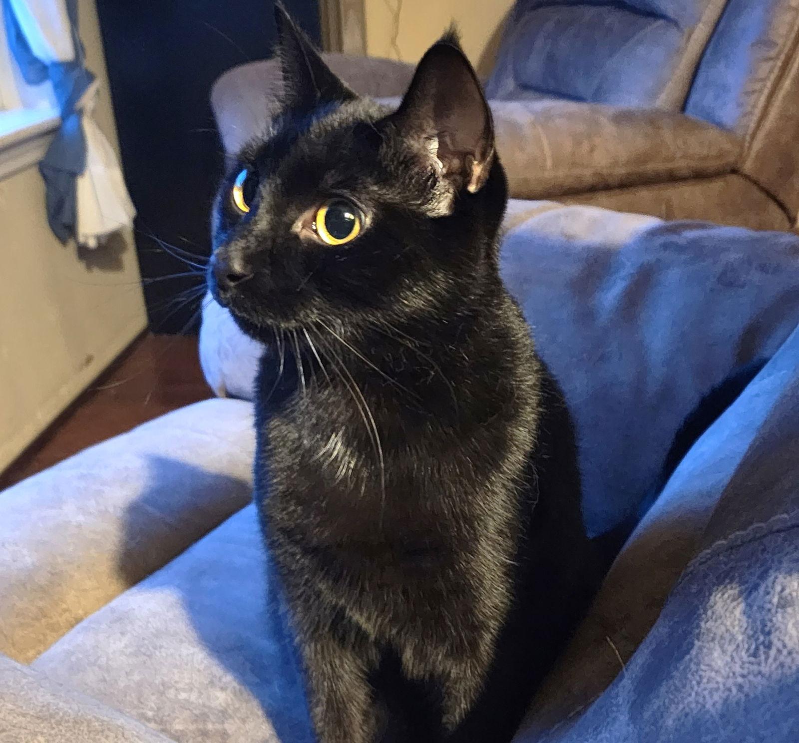 Phineas, a Adoptable Domestic Short Hair in Springfield, OR image 1/3