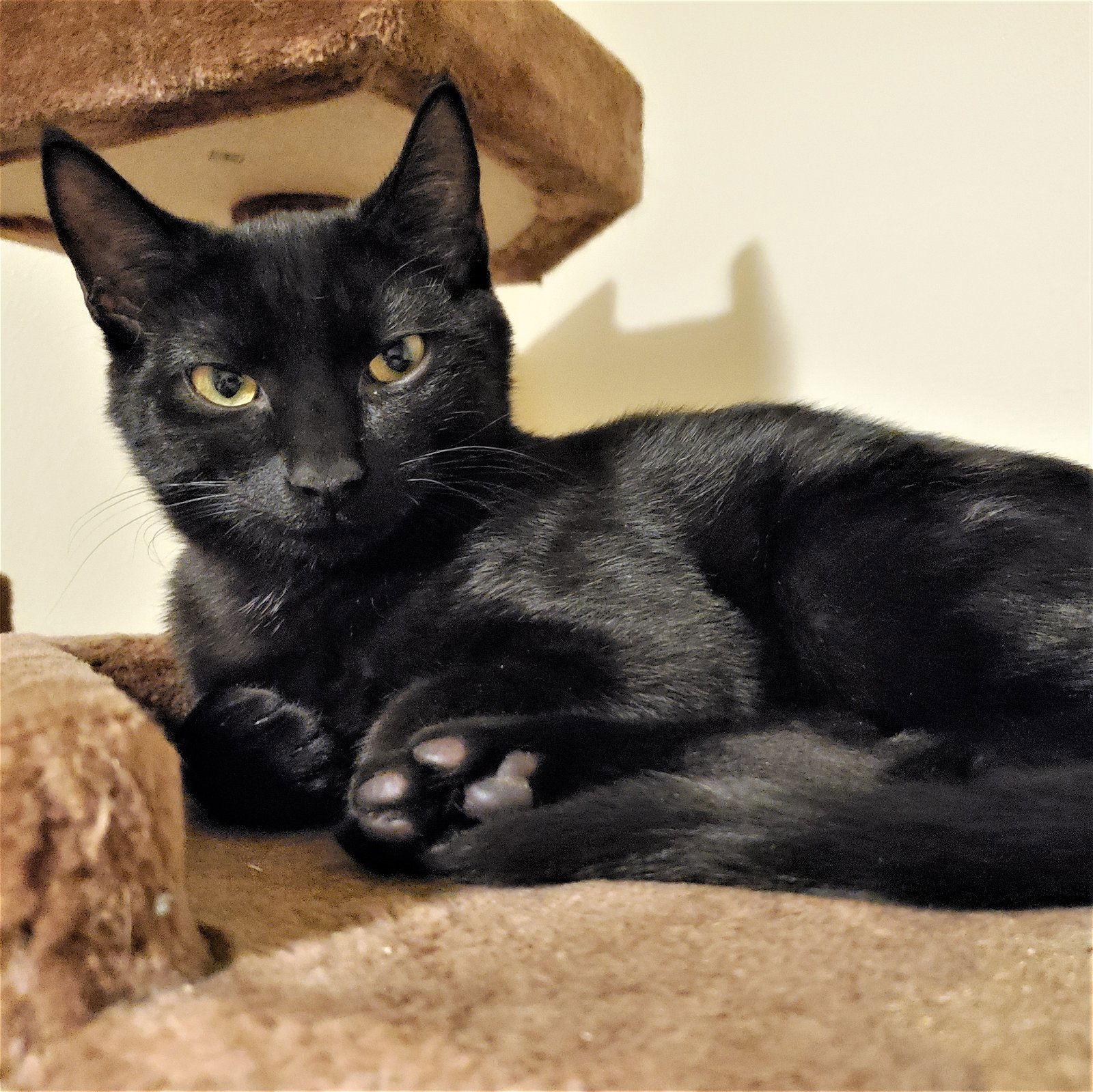 Phineas, a Adoptable Domestic Short Hair in Springfield, OR image 2/3