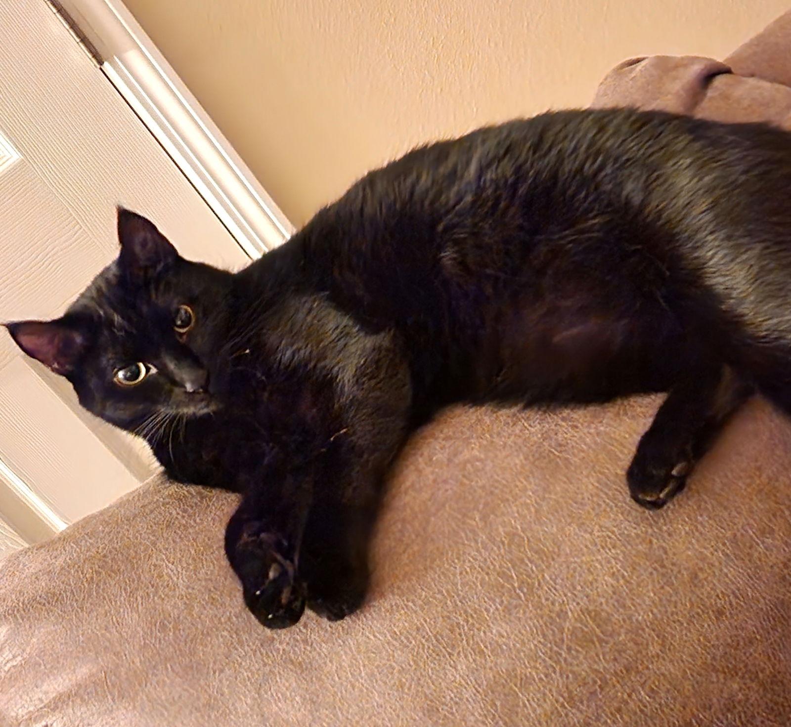 Phineas, a Adoptable Domestic Short Hair in Springfield, OR image 3/3