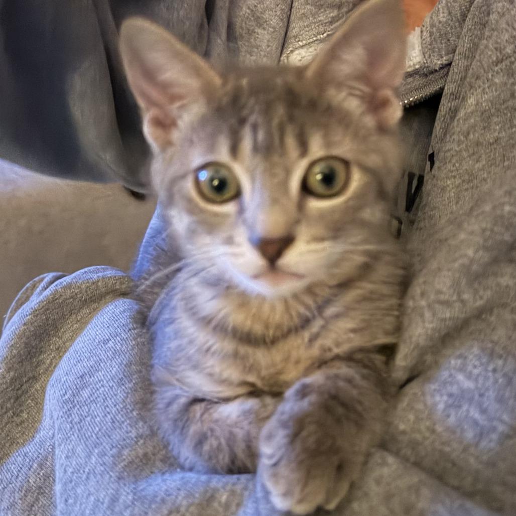 Cha-Cha, Adoptable, Kitten Female Domestic Short Hair.