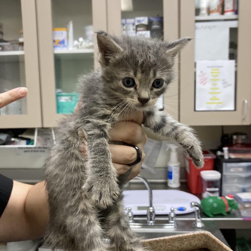 Enlarge Cha-Cha, a Adoptable Domestic Short Hair in Houston, TX image 2/3