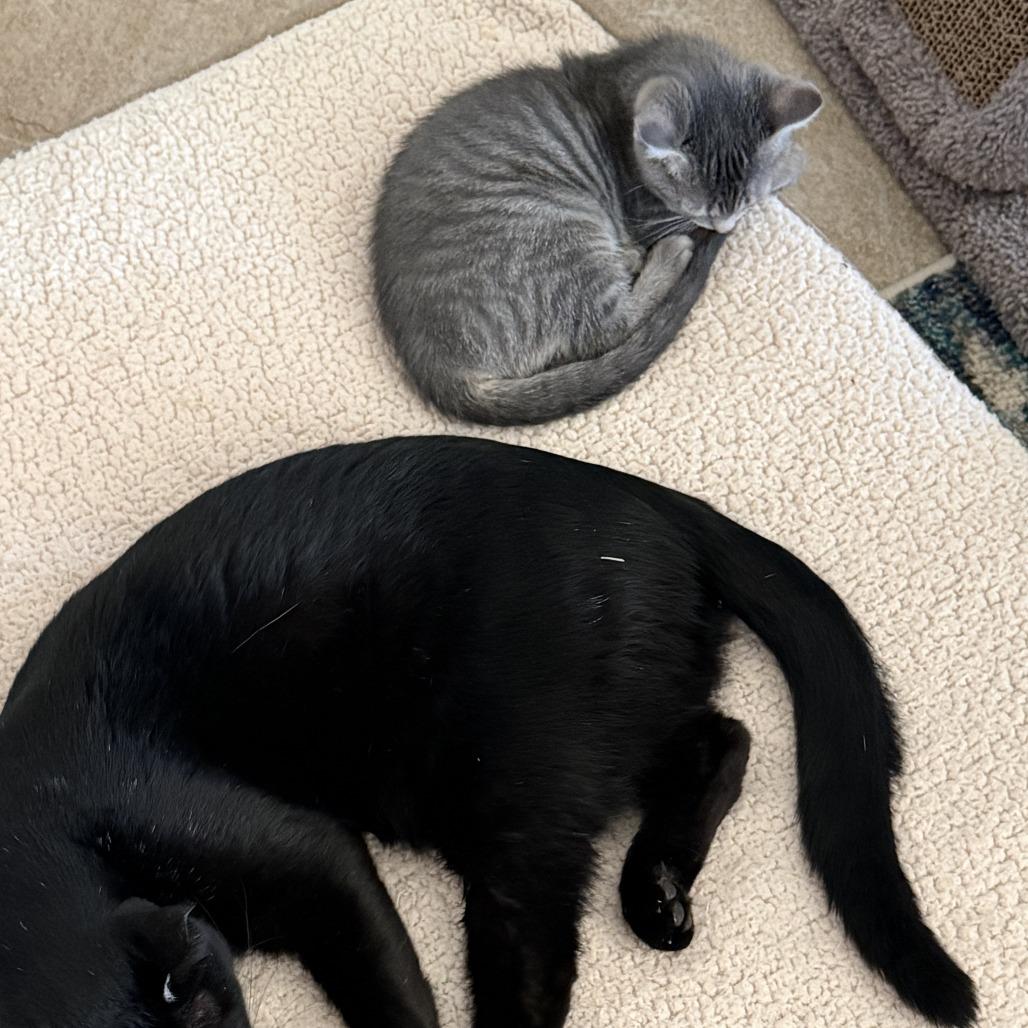 Enlarge Cha-Cha, a Adoptable Domestic Short Hair in Houston, TX image 3/3