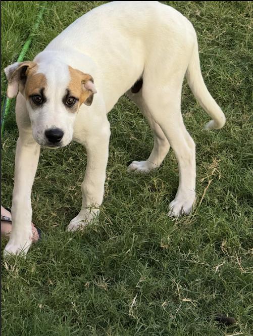 Enlarge Culver, a Adoptable mixed breed in Pflugerville, TX image 1/4