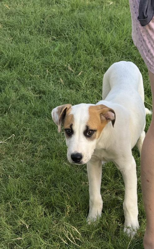 Enlarge Culver, a Adoptable mixed breed in Pflugerville, TX image 2/4