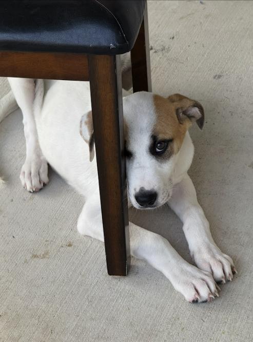 Enlarge Culver, a Adoptable mixed breed in Pflugerville, TX image 4/4