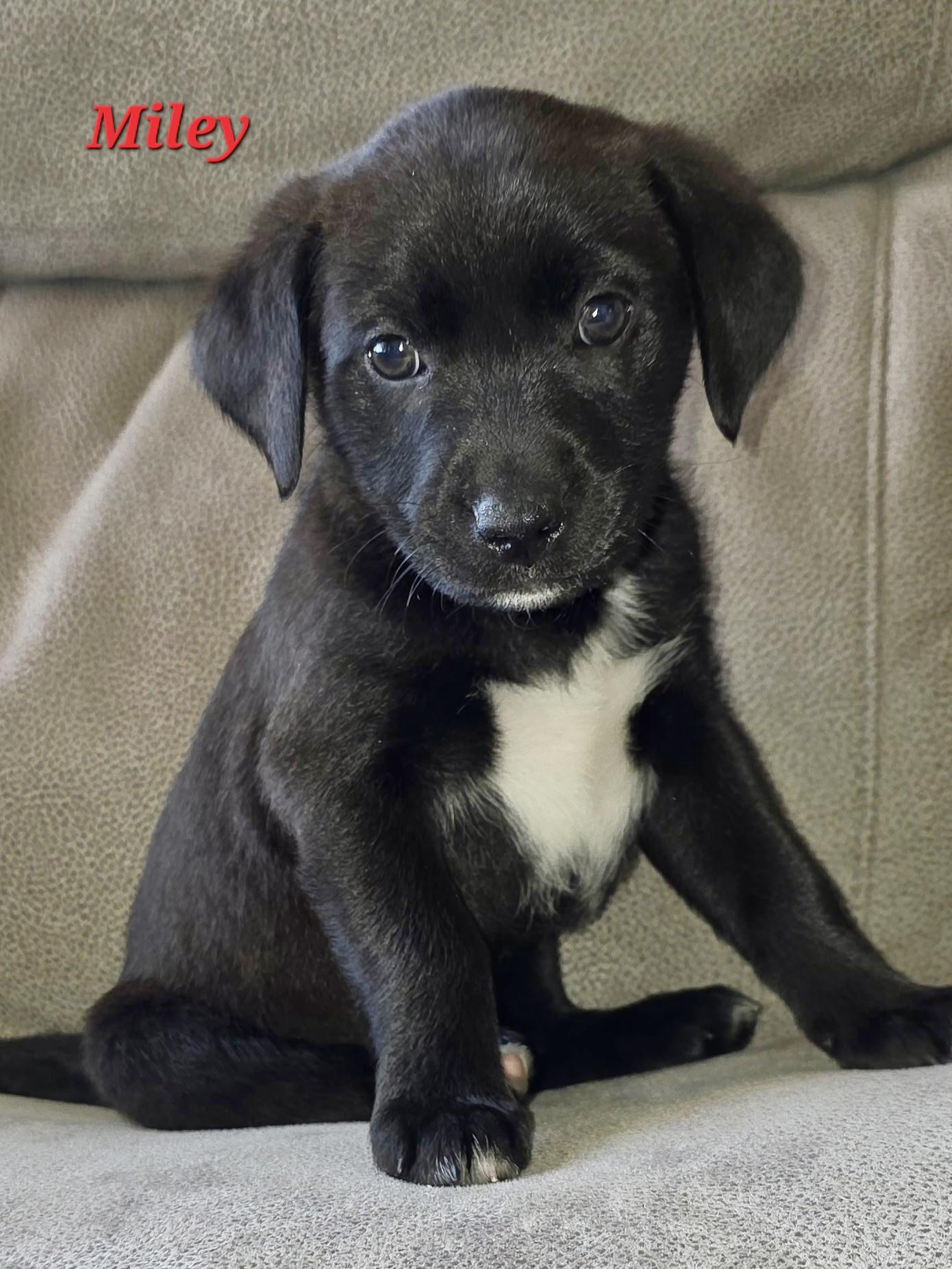 Enlarge George and his sisters , a ADOPTABLE mixed breed in Richmond , MI image 5/6