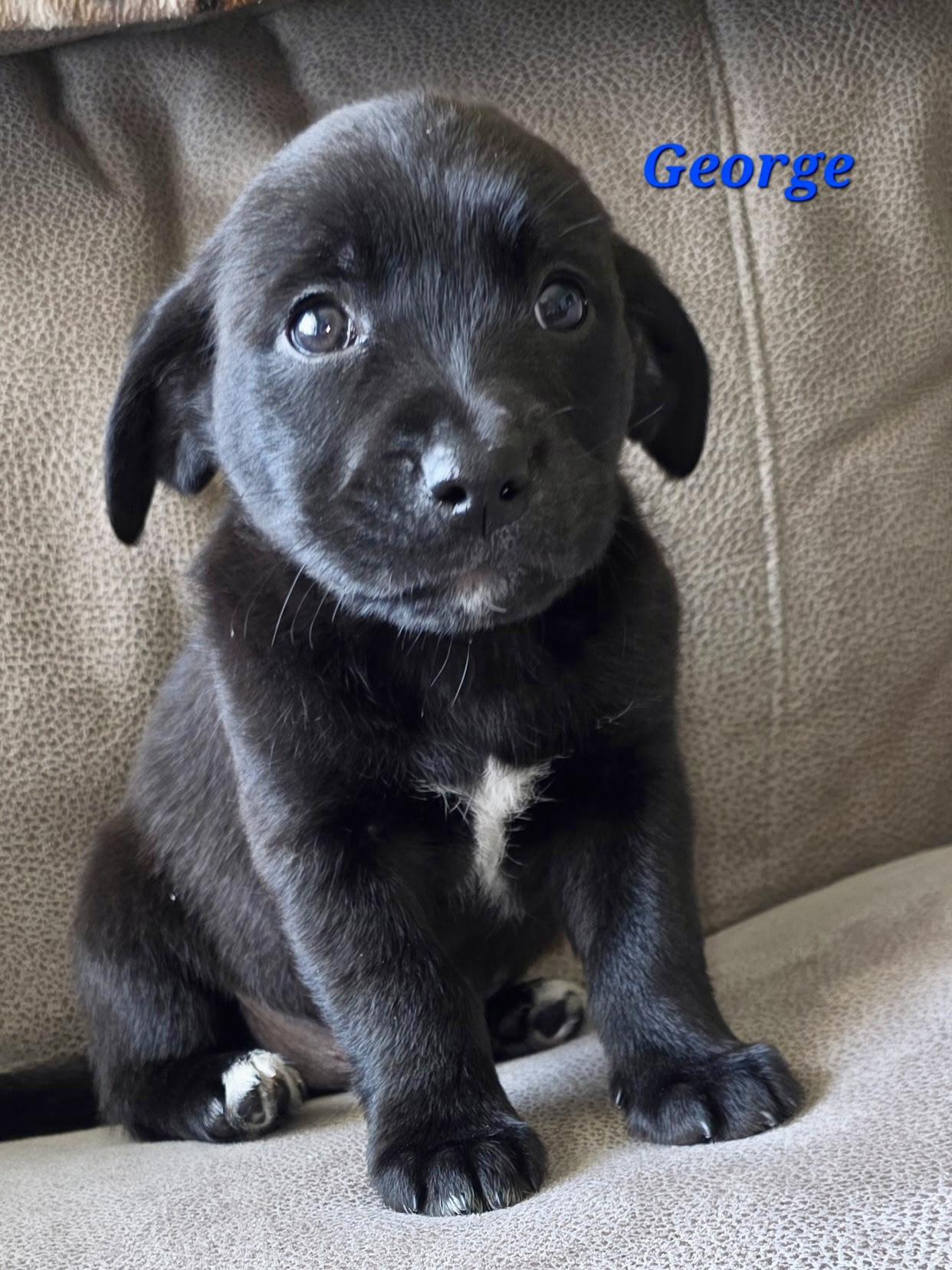 George and his sisters , ADOPTABLE, Puppy Male Dachshund & Mixed Breed.