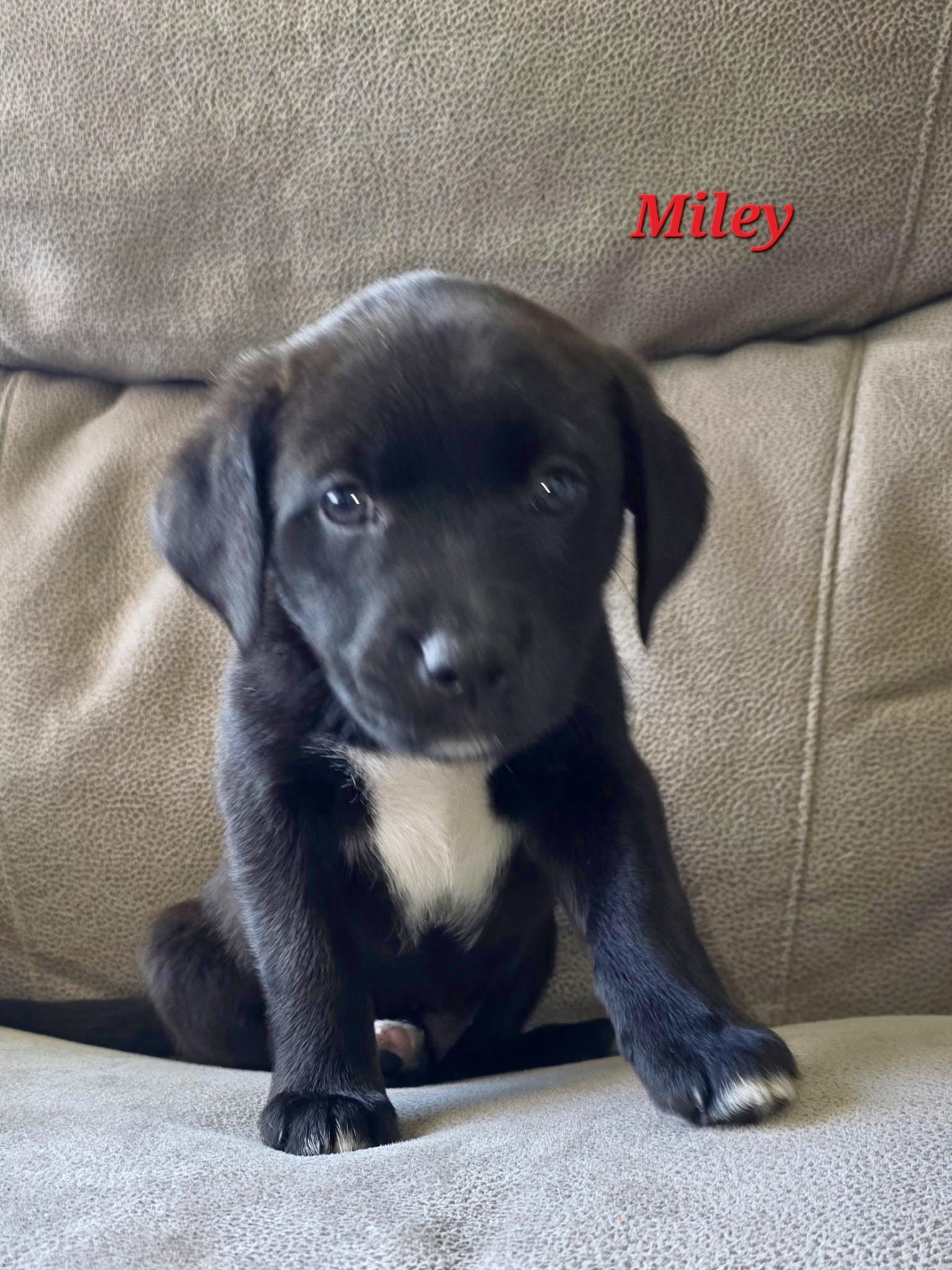 Enlarge George and his sisters , a ADOPTABLE mixed breed in Richmond , MI image 6/6