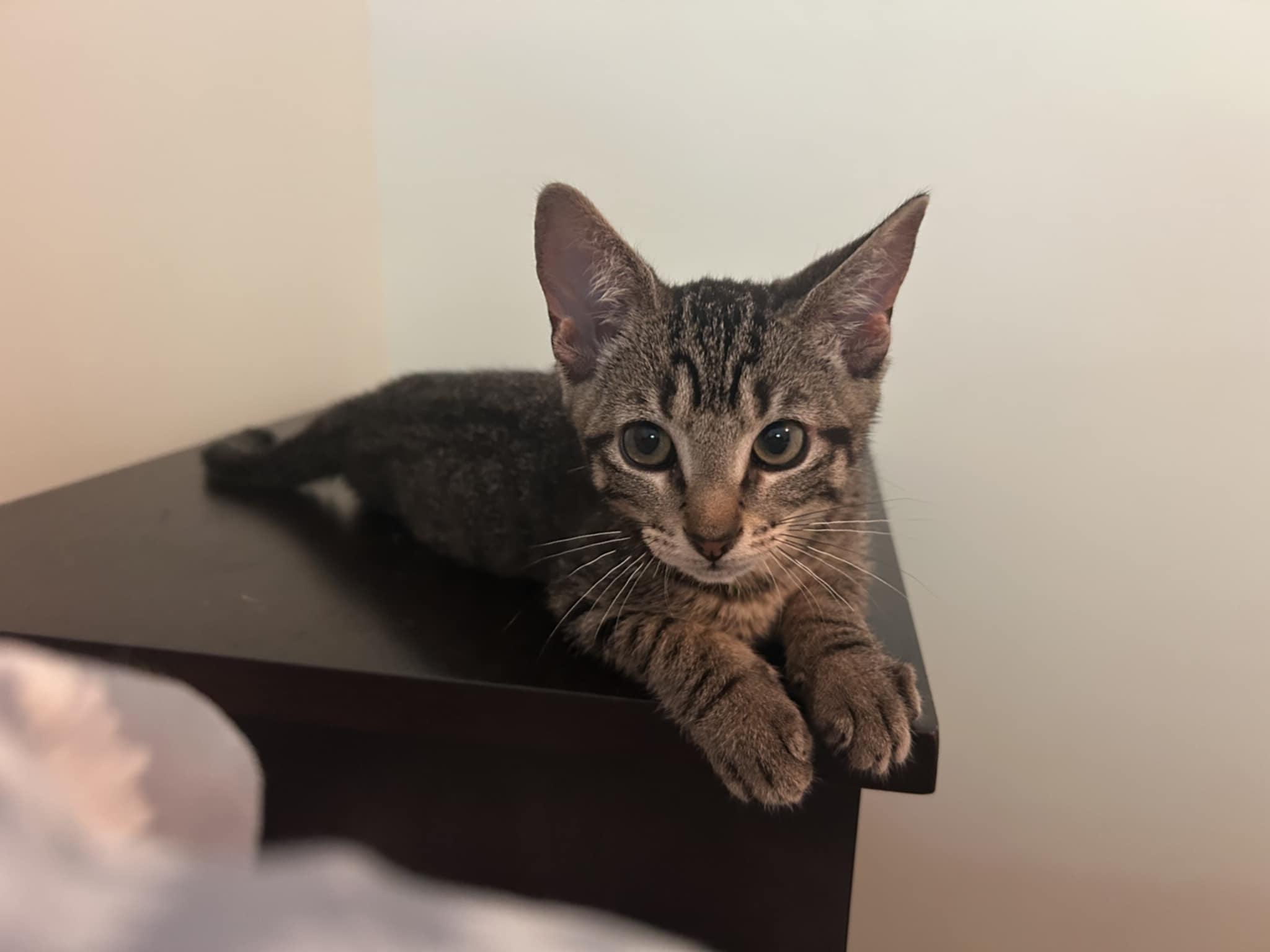 Toulouse & Thomas O'Malley (BONDED PAIR), Adopted, Young Female Domestic Short Hair.