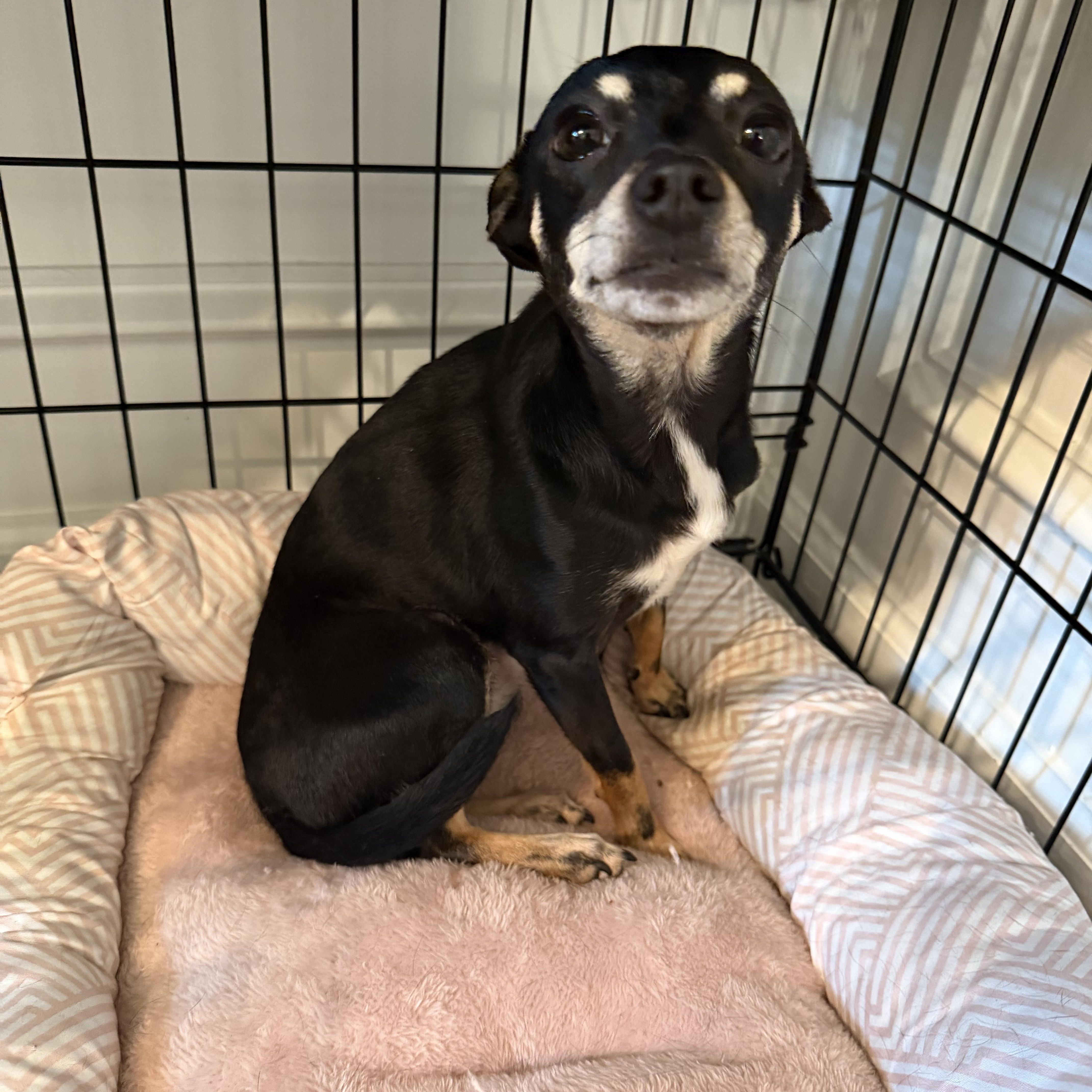Enlarge Biddie, an adopted Chihuahua in atlanta, GA image 2/4