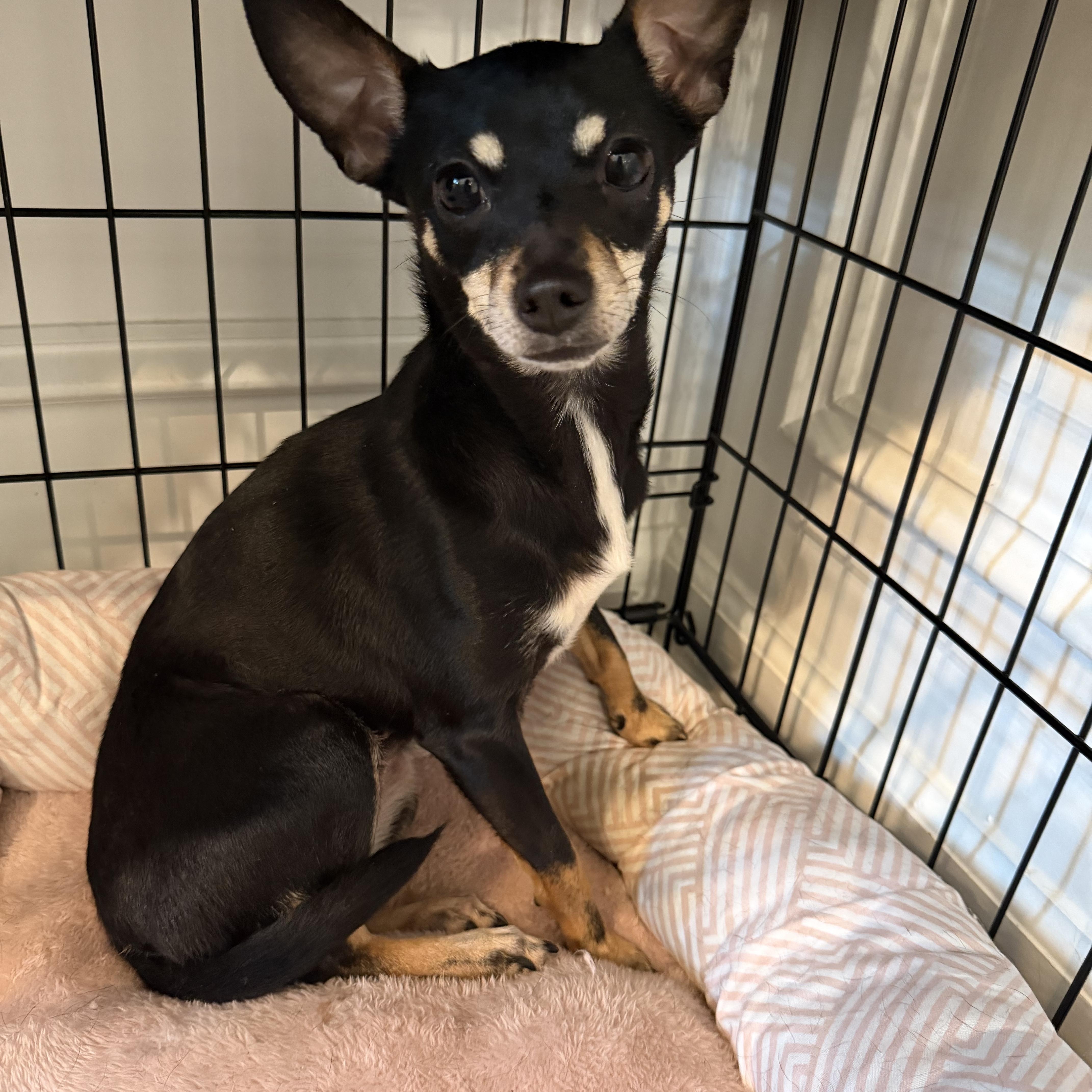 Biddie, adopted, Young Female Chihuahua.
