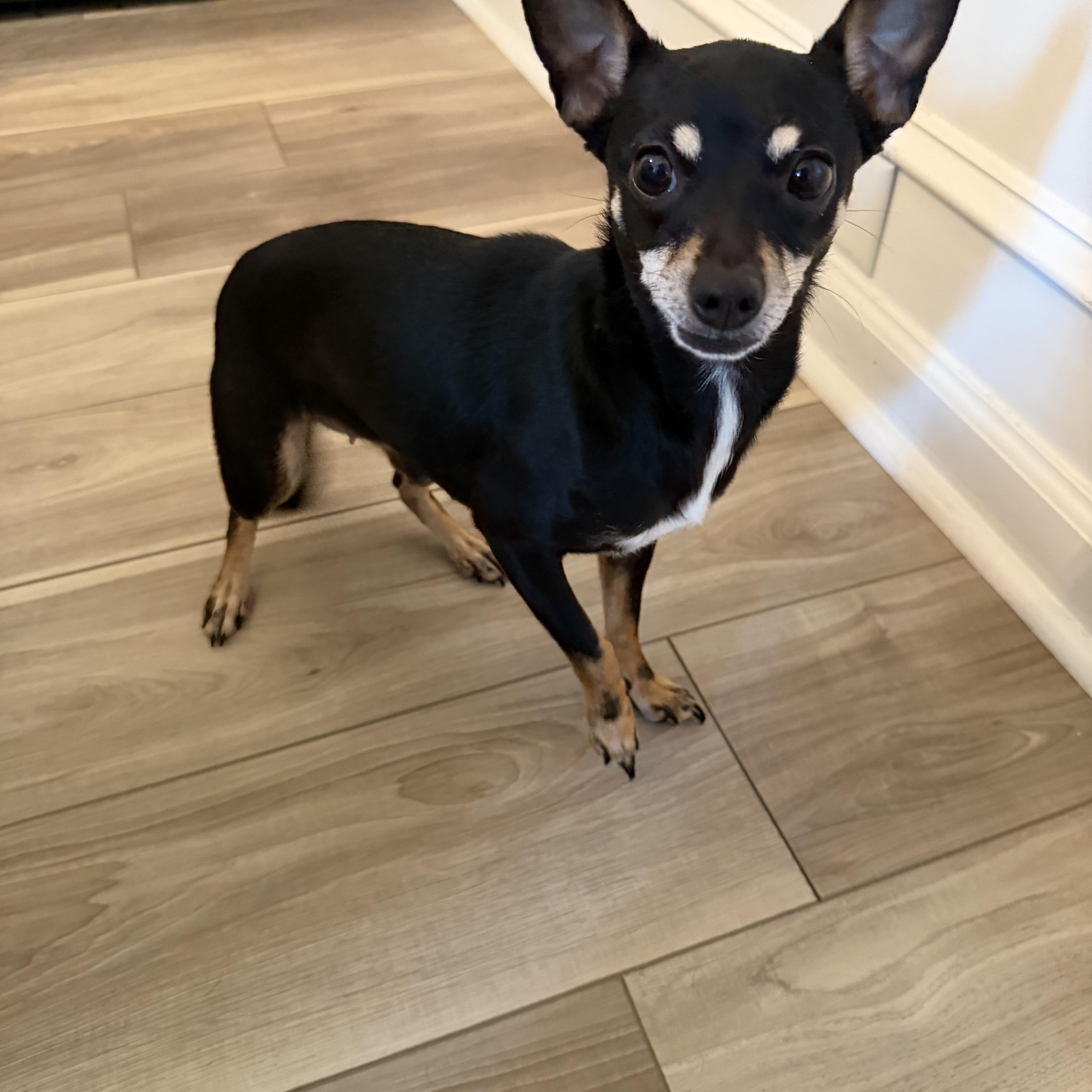 Enlarge Biddie, an adopted Chihuahua in atlanta, GA image 4/4
