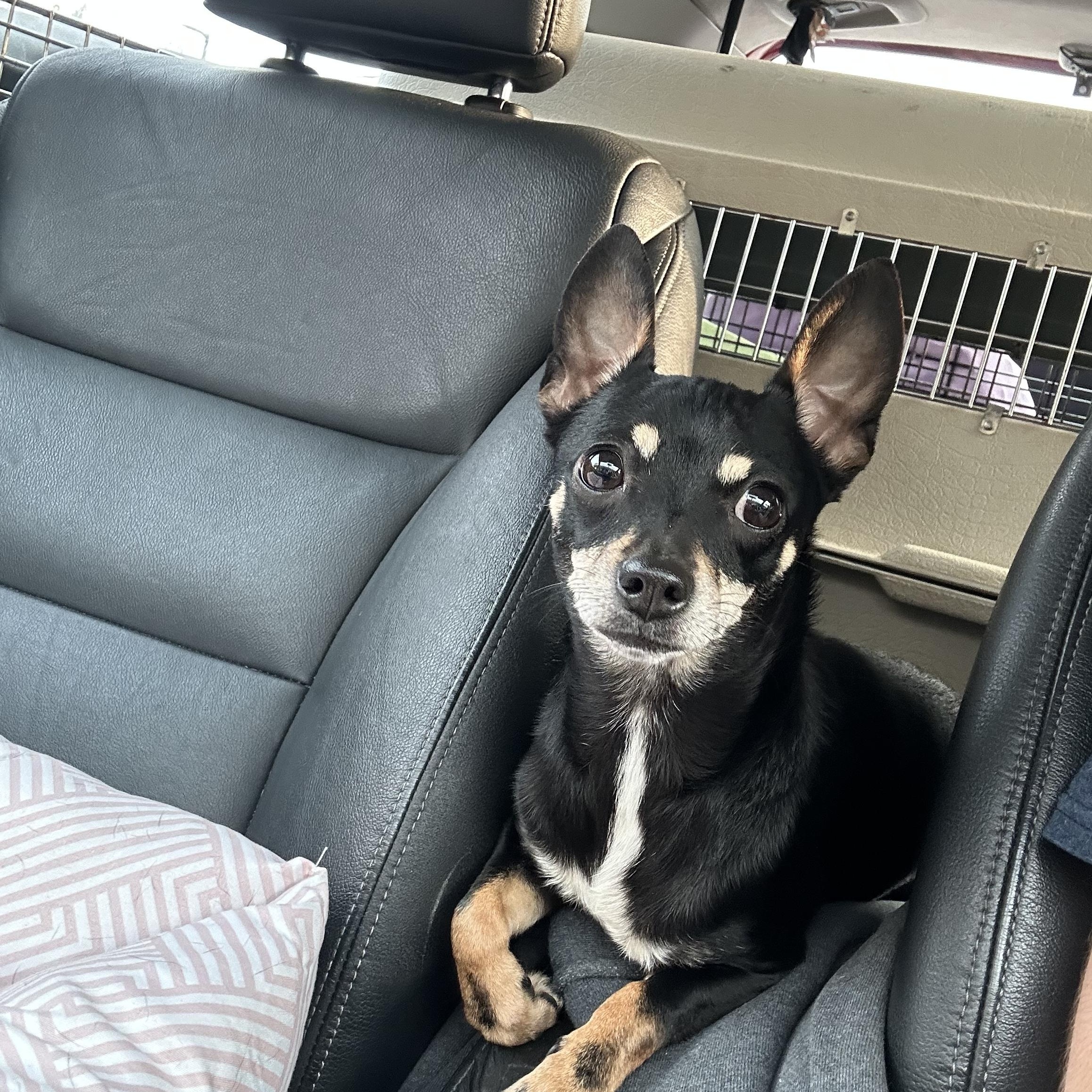 Enlarge Biddie, an adopted Chihuahua in atlanta, GA image 3/4