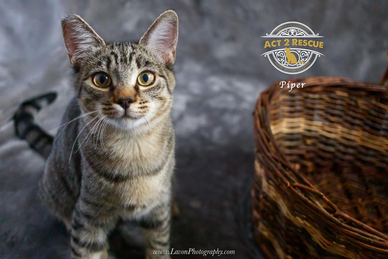 Piper 2 — thumbnail 2