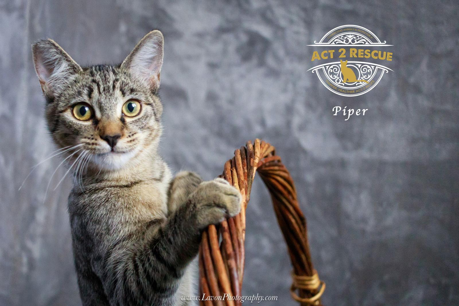 Piper 2 — thumbnail 3