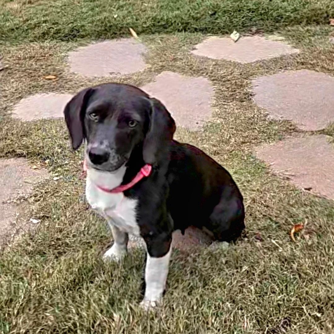 Enlarge POLLY  ** STUNNING LOVEBUG **, a Adopted Beagle in Newington, CT image 3/6