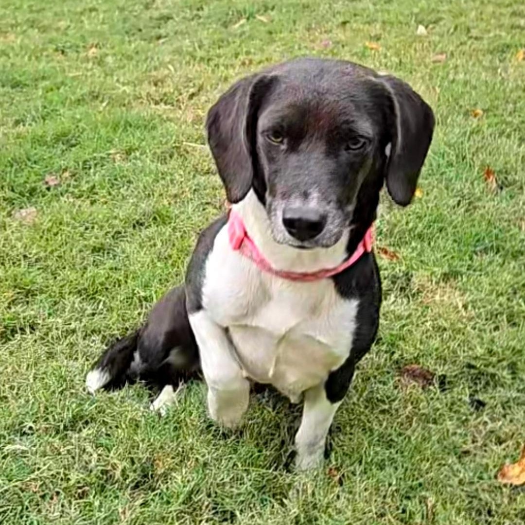 Enlarge POLLY  ** STUNNING LOVEBUG **, a Adopted Beagle in Newington, CT image 4/6
