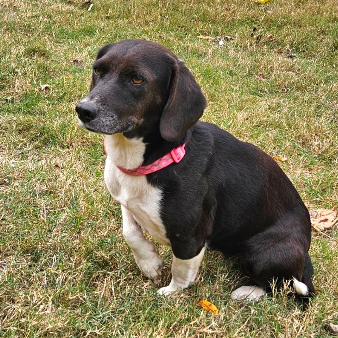 Enlarge POLLY  ** STUNNING LOVEBUG **, a Adopted Beagle in Newington, CT image 5/6