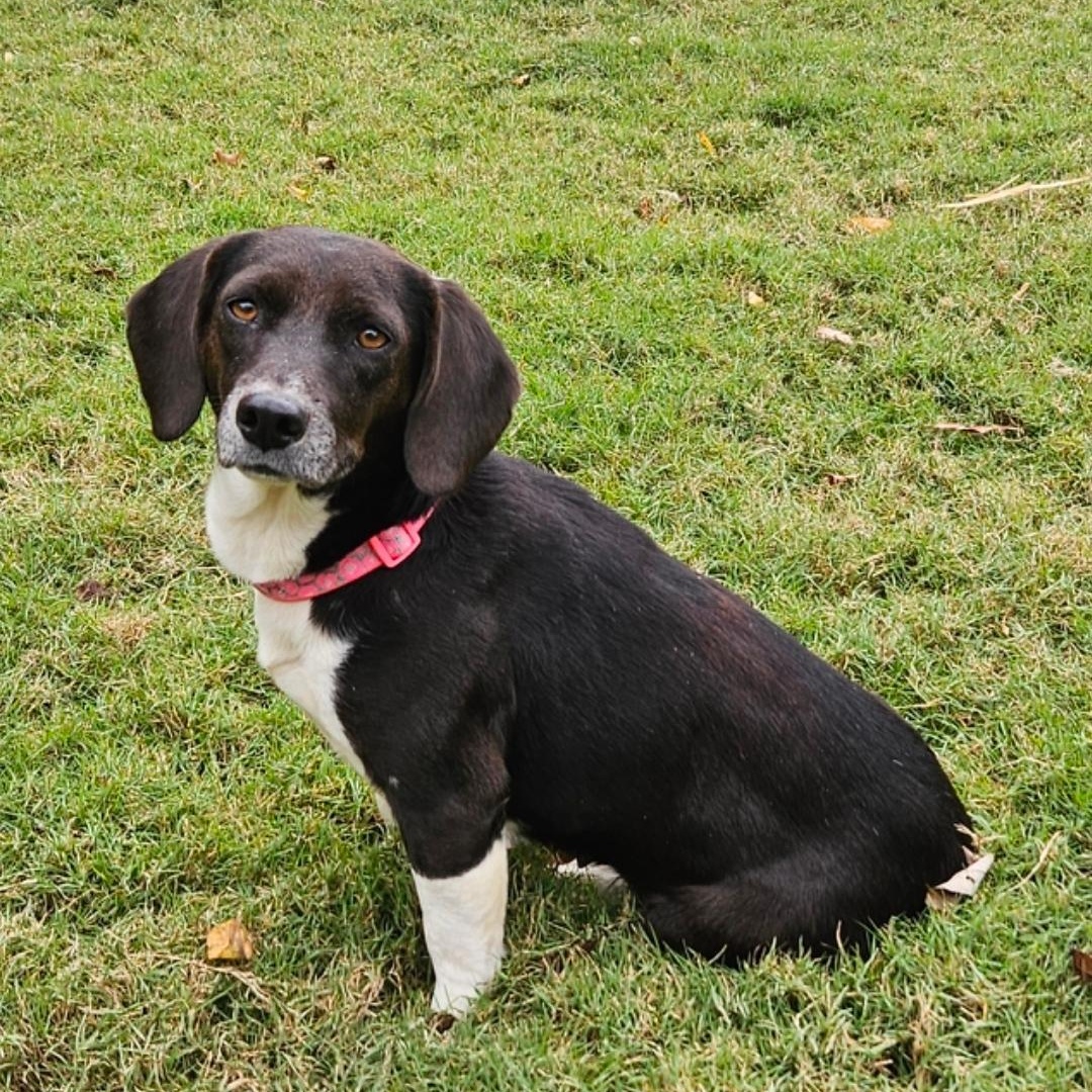 Enlarge POLLY  ** STUNNING LOVEBUG **, a Adopted Beagle in Newington, CT image 2/6