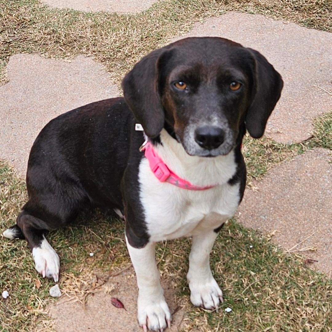Enlarge POLLY  ** STUNNING LOVEBUG **, a Adopted Beagle in Newington, CT image 1/6