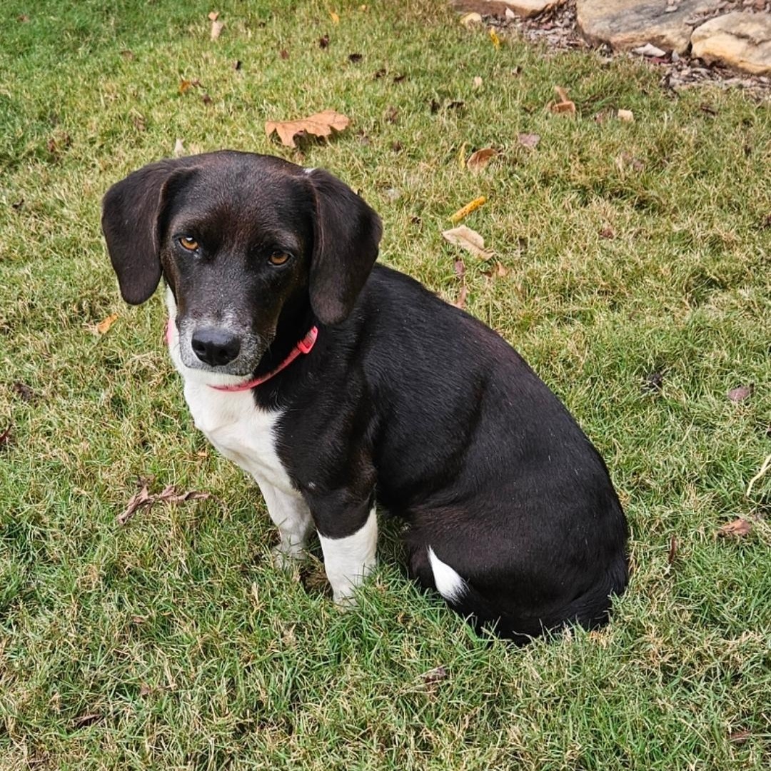 Enlarge POLLY  ** STUNNING LOVEBUG **, a Adopted Beagle in Newington, CT image 6/6