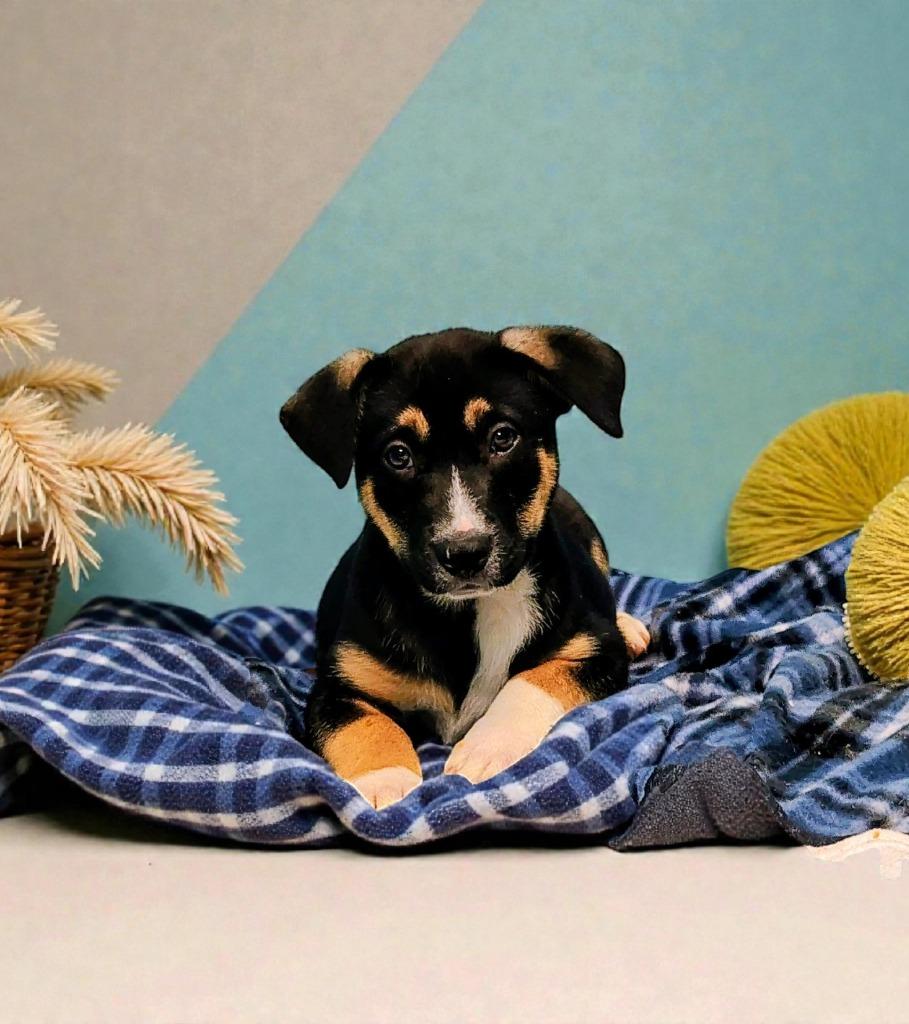 LG-Delbert, a Adoptable mixed breed in Seven Points, TX image 2/3