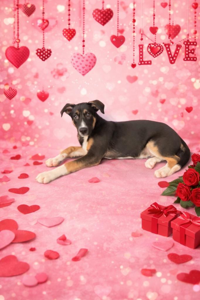 LG-Delbert, a Adoptable mixed breed in Seven Points, TX image 3/3