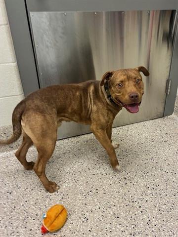 Enlarge TOBY, a Adoptable Pit Bull Terrier in Brighton, CO image 1/1