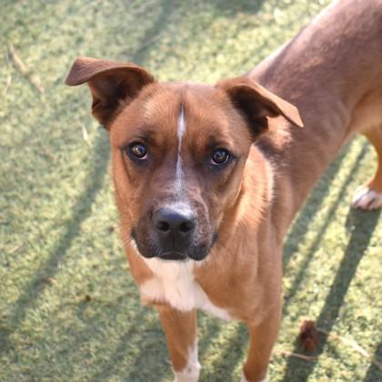 Quinoa, Adoptable, Young Female Australian Shepherd.