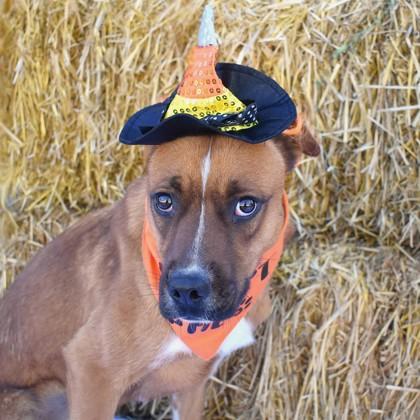 Quinoa, a Adoptable mixed breed in Flagstaff, AZ image 1/3