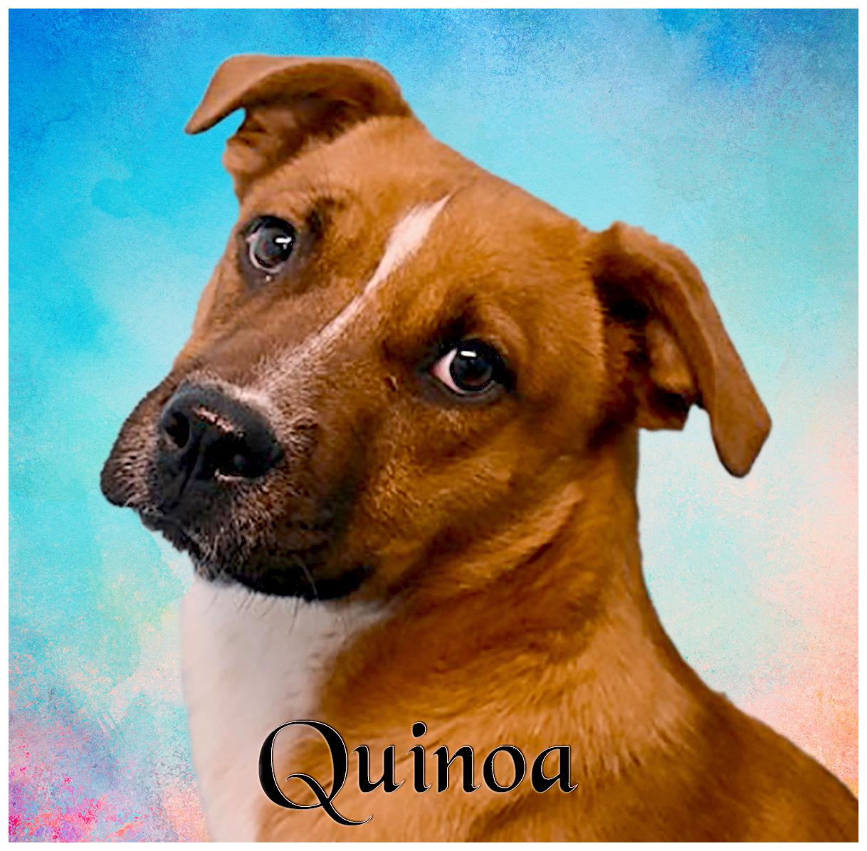 Enlarge Quinoa, a Adoptable mixed breed in Flagstaff, AZ image 1/2