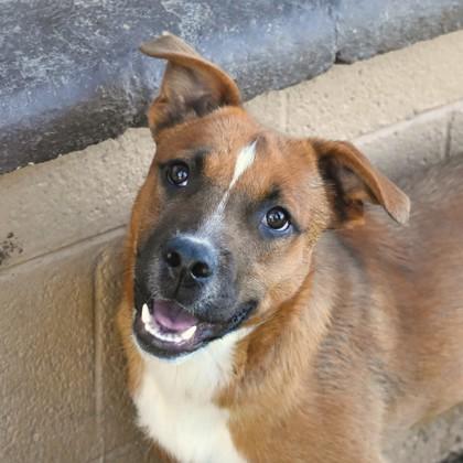 Quinoa, a Adoptable mixed breed in Flagstaff, AZ image 3/3