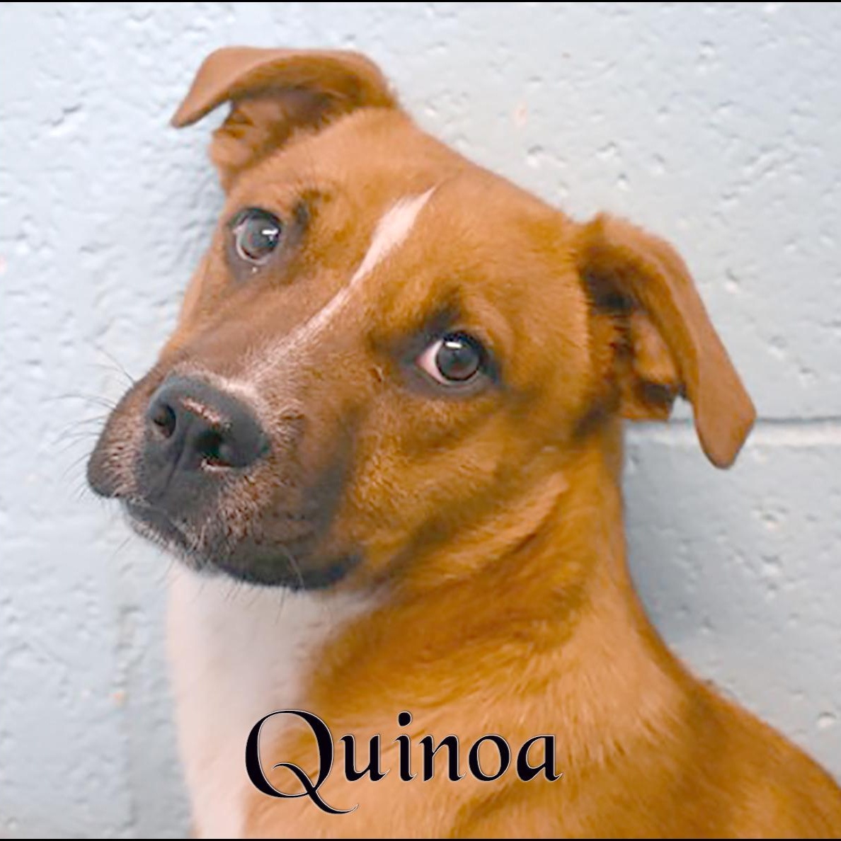 Quinoa, Adoptable, Young Female Australian Shepherd.