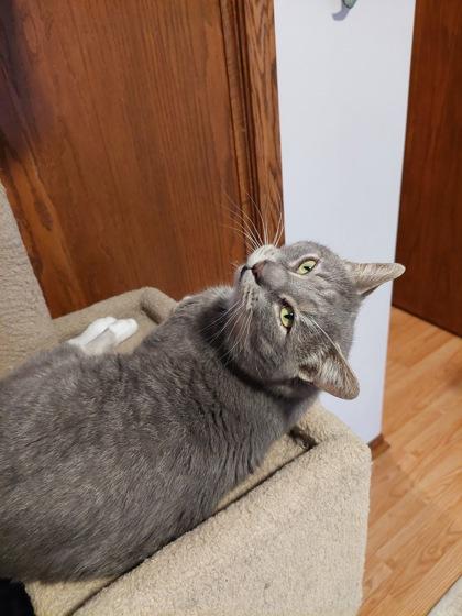 Colin Robinson, Adoptable, Adult Male Domestic Short Hair & Domestic Short Hair.