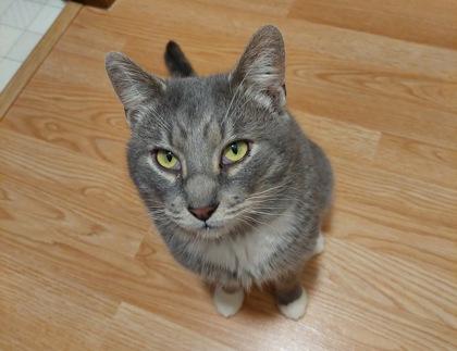 Colin Robinson, Adoptable, Adult Male Domestic Short Hair & Domestic Short Hair.