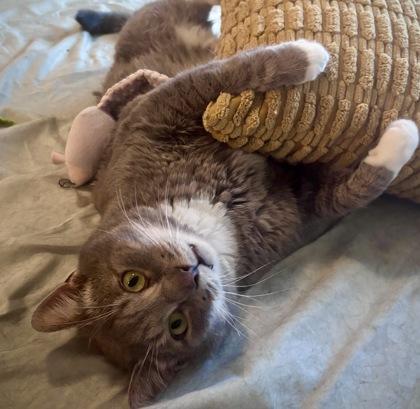 Colin Robinson, Adoptable, Adult Male Domestic Short Hair & Domestic Short Hair.