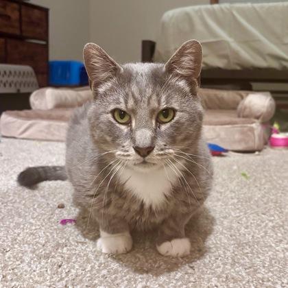 Enlarge Colin Robinson, a Adoptable mixed breed in Madison, WI image 2/3