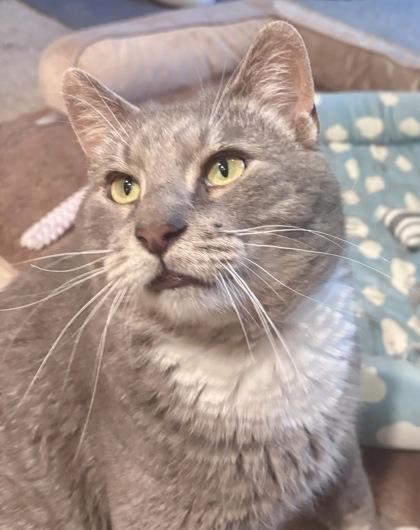 Enlarge Colin Robinson, a Adoptable mixed breed in Madison, WI image 3/3