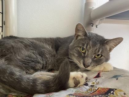 Enlarge Colin Robinson, a Adoptable mixed breed in Madison, WI image 3/3