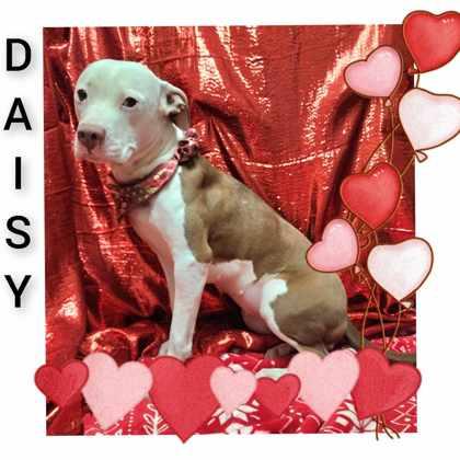 Daisy G, Adoptable, Adult Female Pit Bull Terrier.