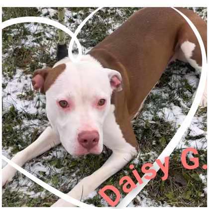 Daisy G, a Adoptable Pit Bull Terrier in Sullivan, IN image 2/2
