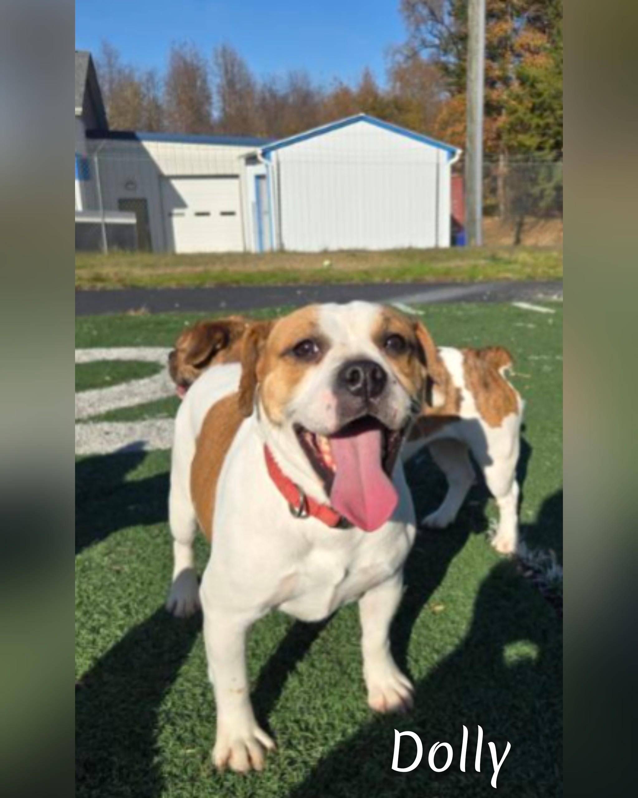 Dolly, a Adoptable American Bulldog in Fredericksburg, VA image 5/6