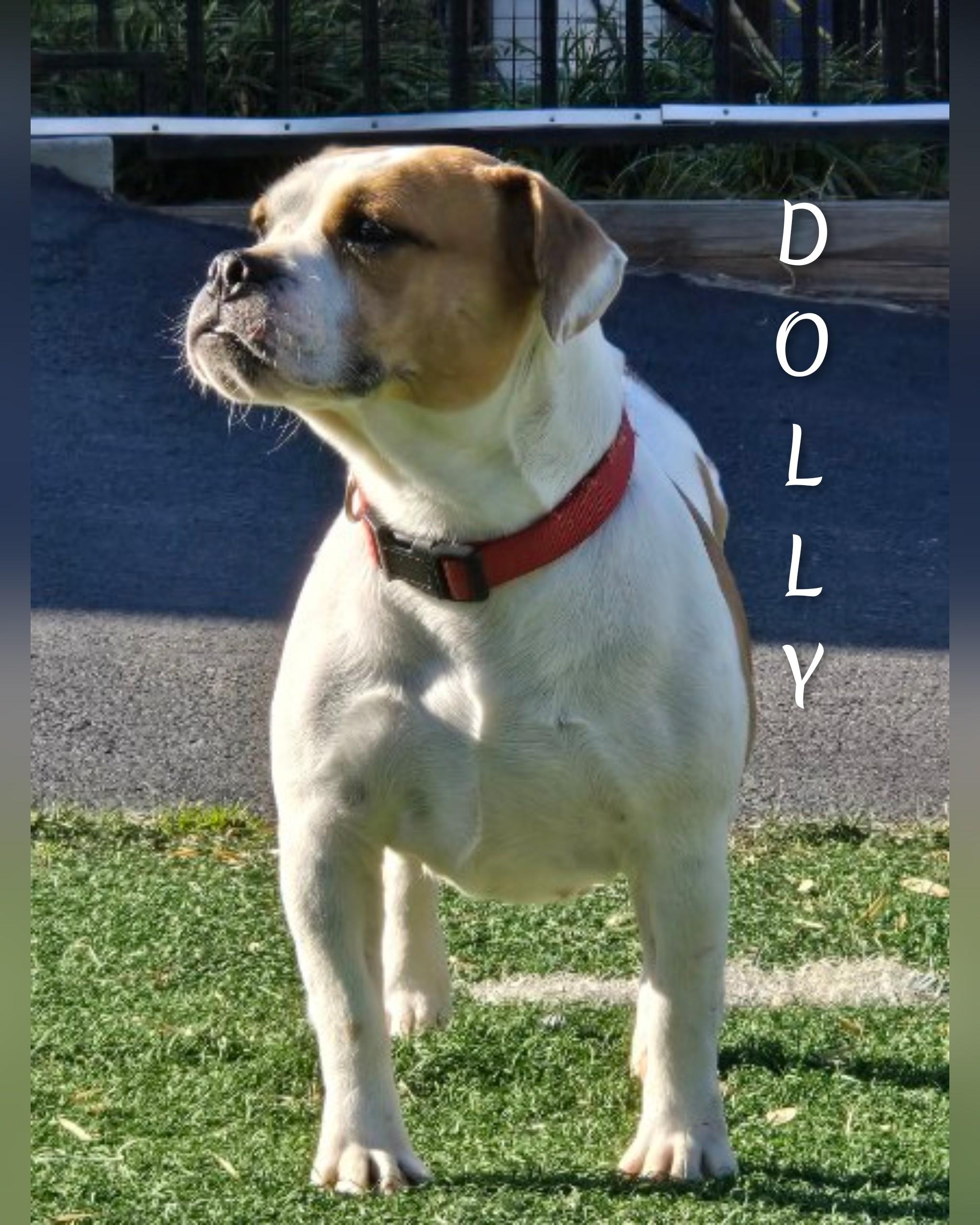 Dolly, a Adoptable American Bulldog in Fredericksburg, VA image 1/6
