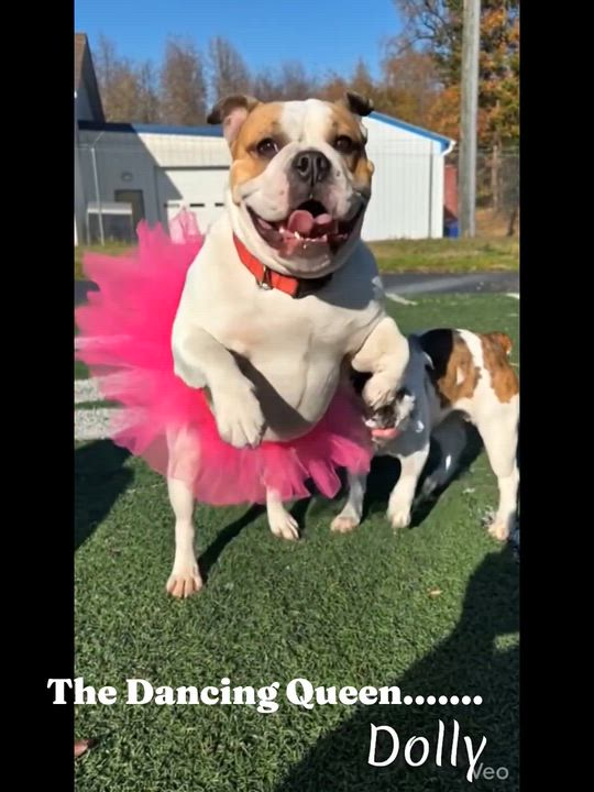 Enlarge Dolly, a Adoptable American Bulldog in Fredericksburg, VA video 4/6